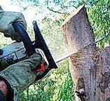 Paradise Hills, NM Tree Care Company