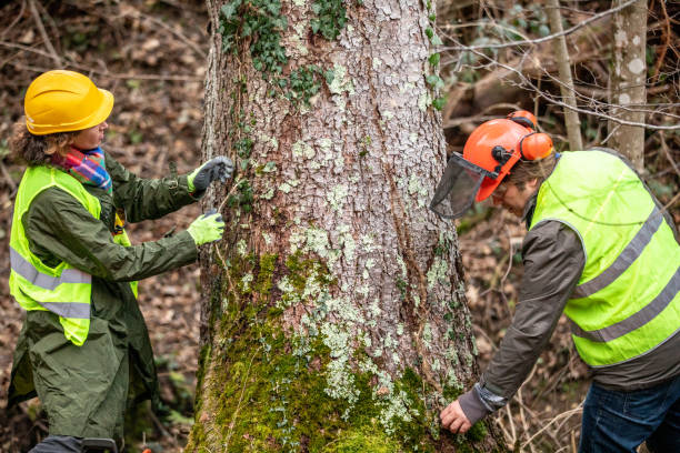 How Our Tree Care Process Works  in  Paradise Hills, NM