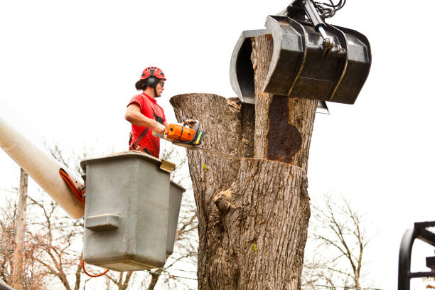 Tree and Shrub Care in Paradise Hills, NM